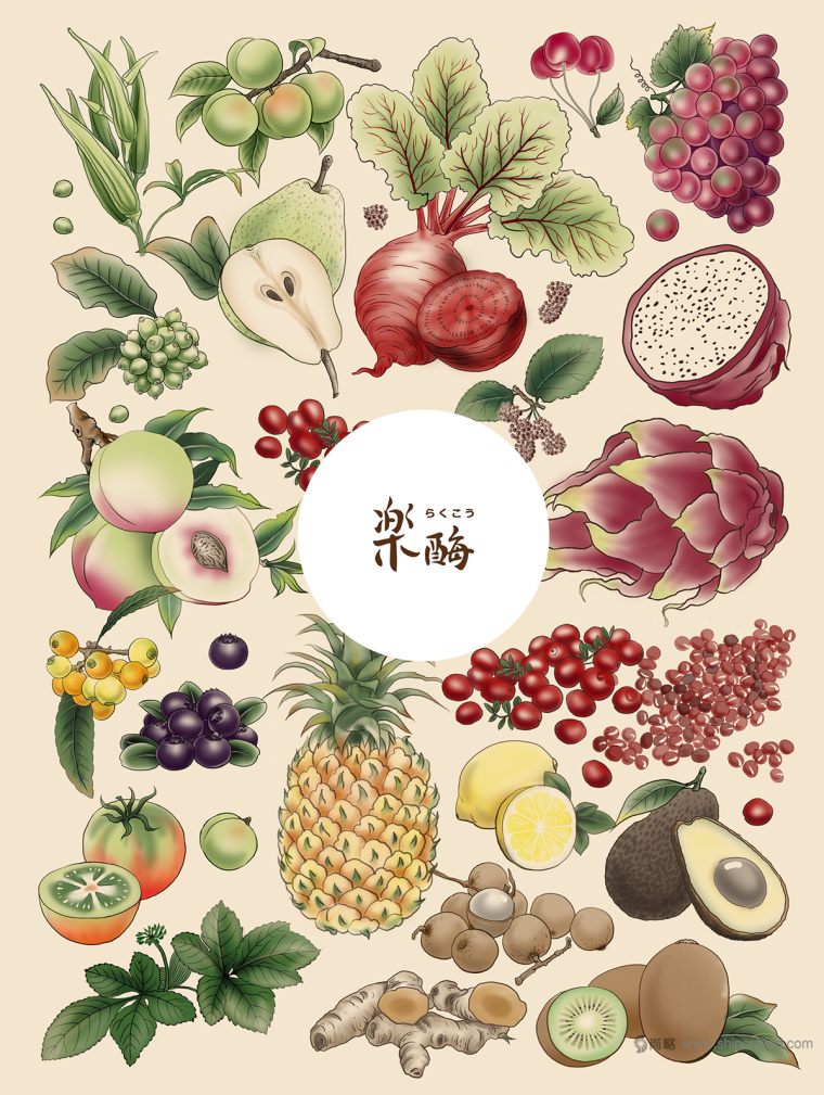 臺(tái)灣樂(lè)酶酵素品牌LOGO設(shè)計(jì)與包裝設(shè)計(jì)-插畫(huà)設(shè)計(jì)-上海包裝設(shè)計(jì)公司包裝佳作欣賞11