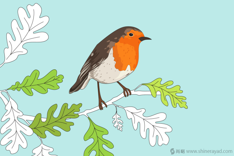 英國鳥類插畫設(shè)計(jì)-上海插畫設(shè)計(jì)公司-上海品牌設(shè)計(jì)公司5