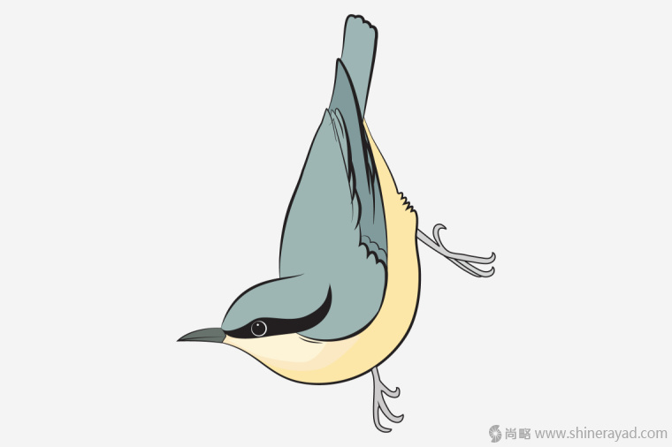英國鳥類插畫設(shè)計(jì)-上海插畫設(shè)計(jì)公司-上海品牌設(shè)計(jì)公司7