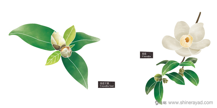 Rosehill 面膜包裝插畫設(shè)計-上?;瘖y品包裝設(shè)計公司5 Rosehill 面膜包裝插畫設(shè)計-上?;瘖y品包裝設(shè)計公司5