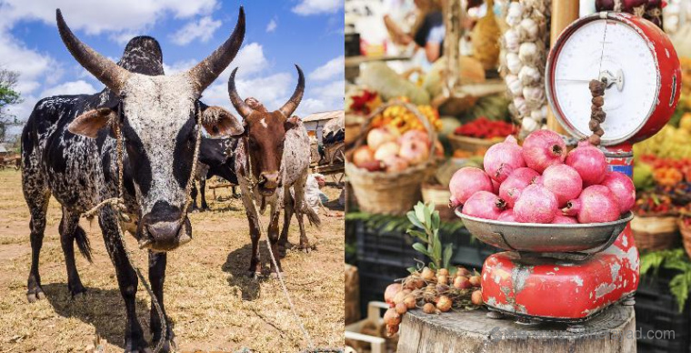 上海logo設(shè)計(jì)公司欣賞：俄羅斯達(dá)吉斯坦MYR 超市大賣(mài)場(chǎng)logo設(shè)計(jì)VI設(shè)計(jì)2