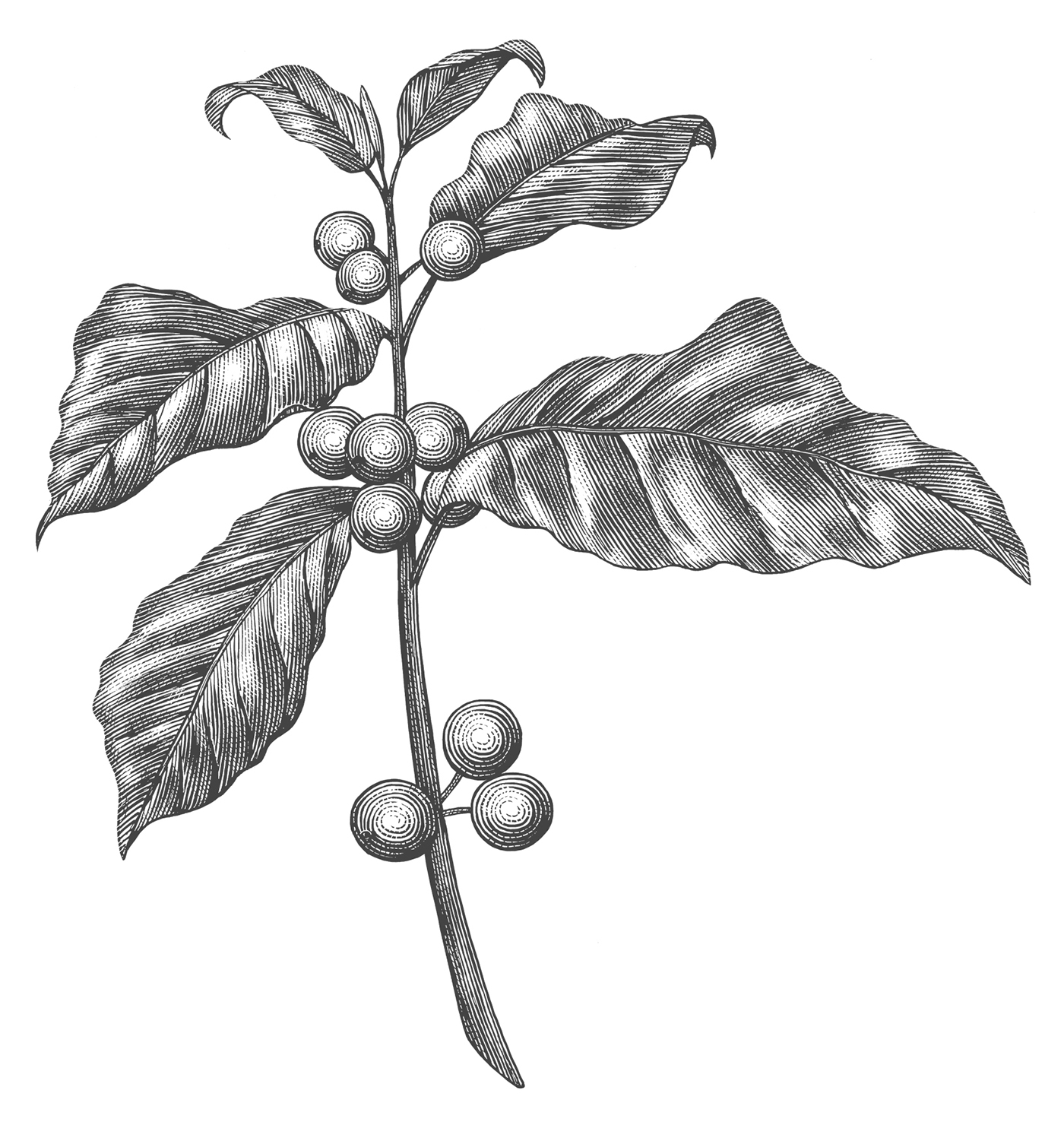 木版畫風(fēng)格星巴克冬季咖啡促銷宣傳插畫設(shè)計(jì)-上海品牌形象設(shè)計(jì)公司-上海平面設(shè)計(jì)公司 木版畫風(fēng)格星巴克冬季咖啡促銷宣傳插畫設(shè)計(jì)-上海品牌形象設(shè)計(jì)公司-上海平面設(shè)計(jì)公司
