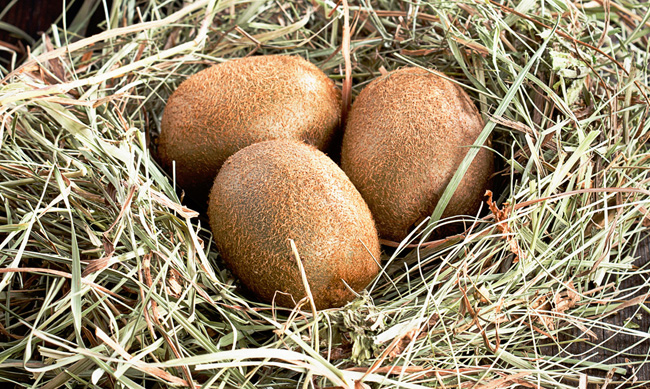 Kiwi Eggs 獼猴桃水果禮盒包裝設(shè)計(jì)鳥(niǎo)類(lèi)插畫(huà)包裝欣賞-上海包裝設(shè)計(jì)公司 Kiwi Eggs 獼猴桃水果禮盒包裝設(shè)計(jì)鳥(niǎo)類(lèi)插畫(huà)包裝欣賞-上海包裝設(shè)計(jì)公司
