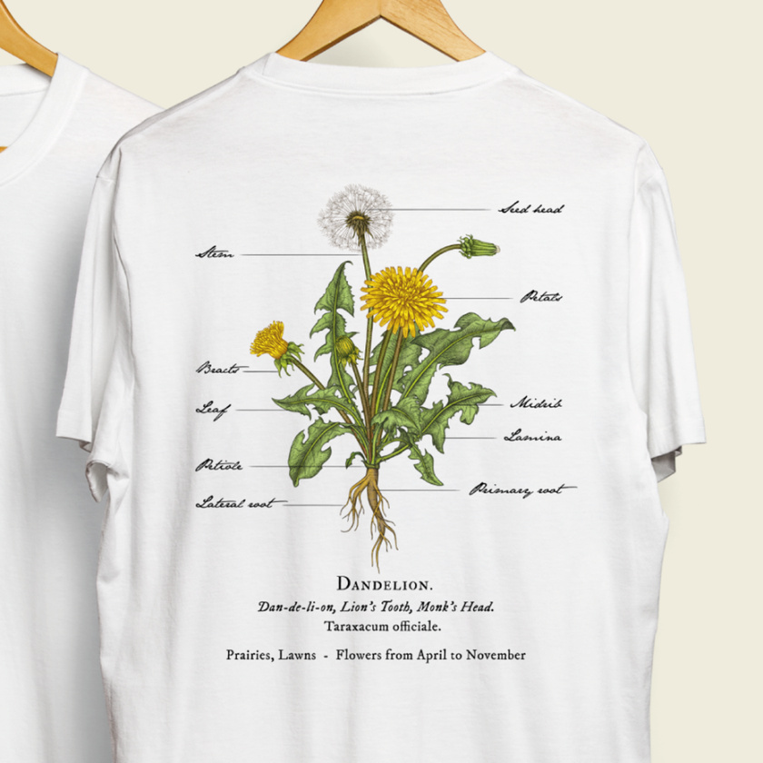 輕插畫設(shè)計(jì)-蒲公英植物插圖設(shè)計(jì)