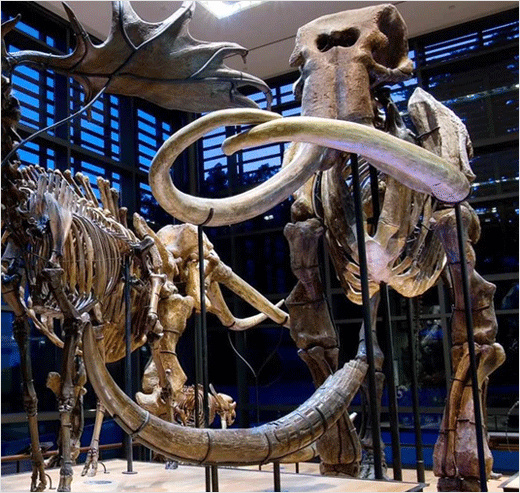 Amherst阿默斯特學院大學猛犸象吉祥物標志設計-上海標志設計公司