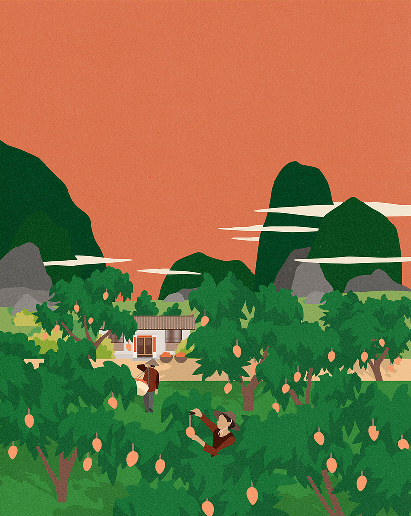 pure tea 純茶有機茶葉包裝設計，13個茶葉原產(chǎn)地風景插圖設計