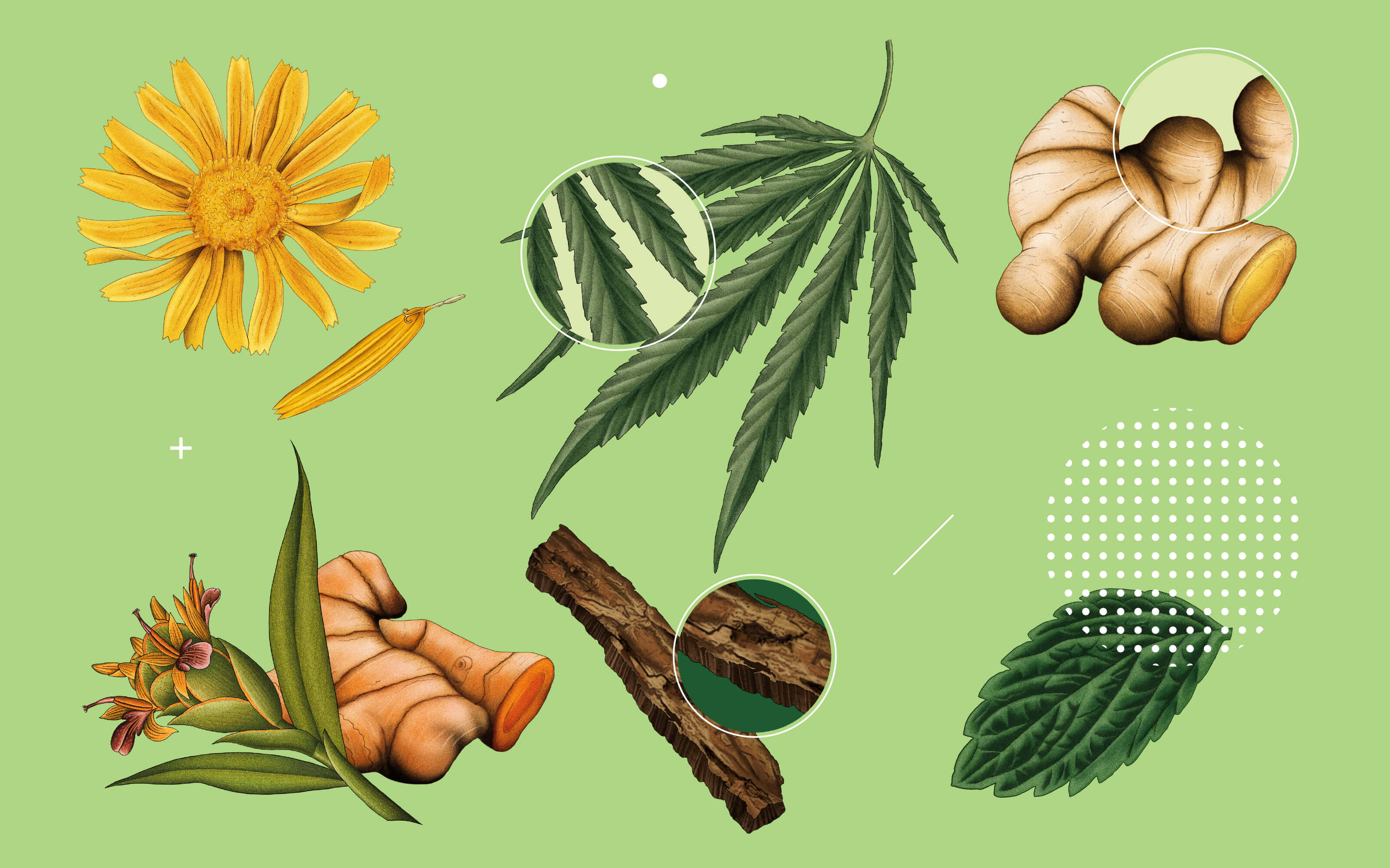 Healist大麻二酚CBD草本保健品藥品包裝設(shè)計,自然植物與現(xiàn)代科學(xué)的平衡 Healist大麻二酚CBD草本保健品藥品包裝設(shè)計,自然植物與現(xiàn)代科學(xué)的平衡