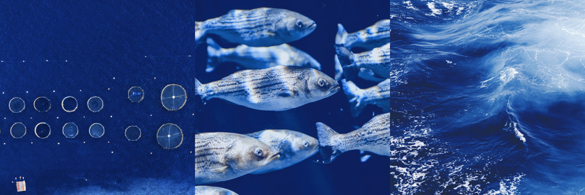 Seaculture 海水養(yǎng)殖海鮮品牌logo與vi識別設計，四個線條魚組合