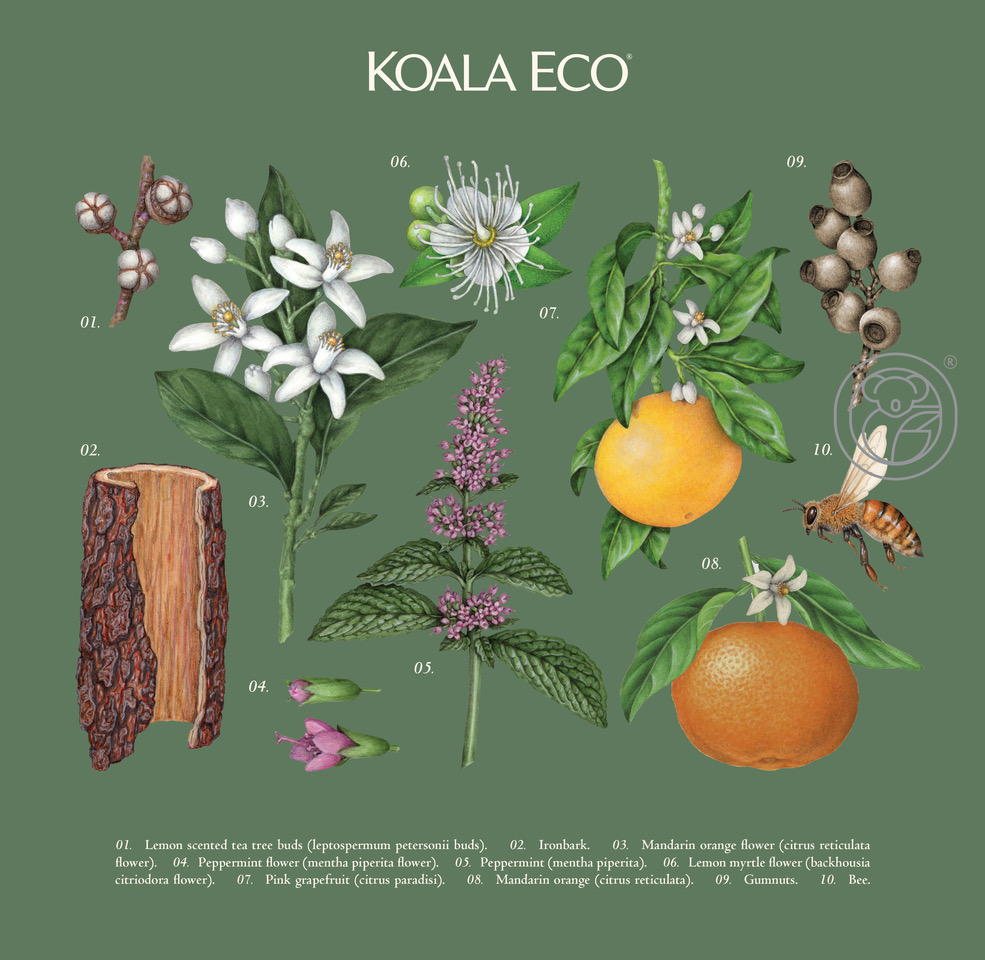 koala 植物精油綠色禮盒包裝設(shè)計，自然精致的植物花卉昆蟲插畫