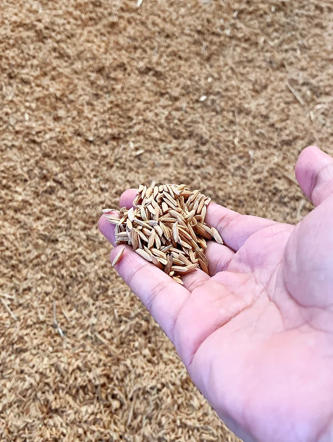 SRISANGDAO RICE 泰國(guó)大米禮盒包裝設(shè)計(jì)“大米壓花+稻殼成型” SRISANGDAO RICE 泰國(guó)大米禮盒包裝設(shè)計(jì)“大米壓花+稻殼成型”